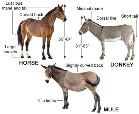 mule in Tagalog .